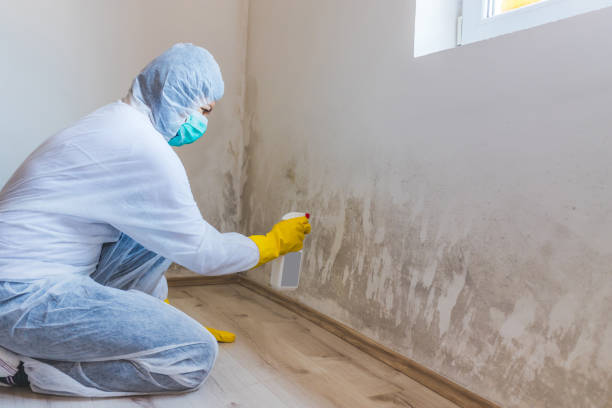 Licensed Black Mold Removal service in Randallstown, MD - WQB Mold Removal