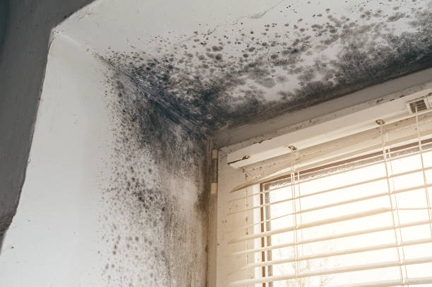 Affordable Black Mold Removal solutions in Randallstown, MD